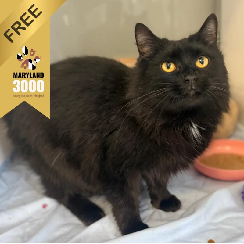 An adult medium-sized female Black Domestic Long Hair cat named Stella for adoption in Ridgely, MD