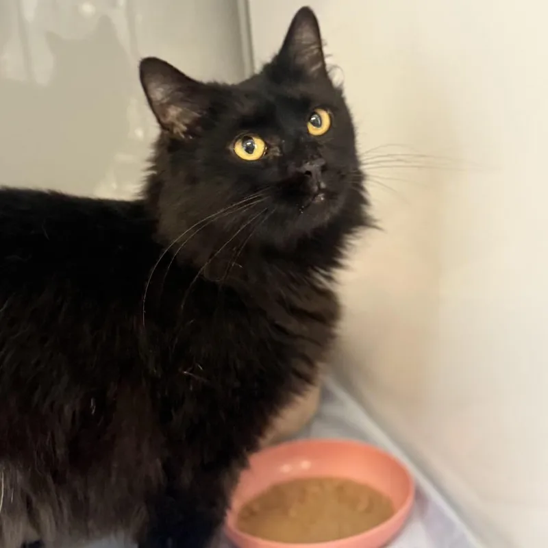 Stella thumbnail 3