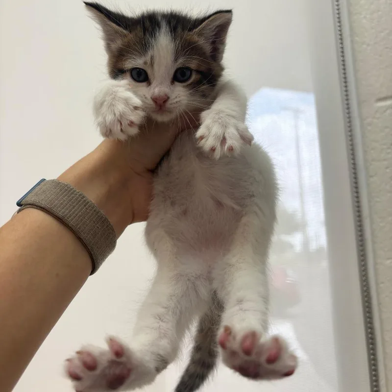 A baby small-sized female White Domestic Short Hair cat named Strawberry for adoption in Corpus Christi, TX