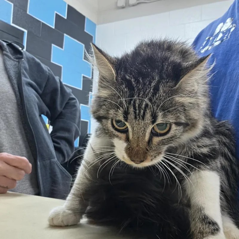 A baby small-sized female Domestic Medium Hair cat named Sally for adoption in Ardmore, OK