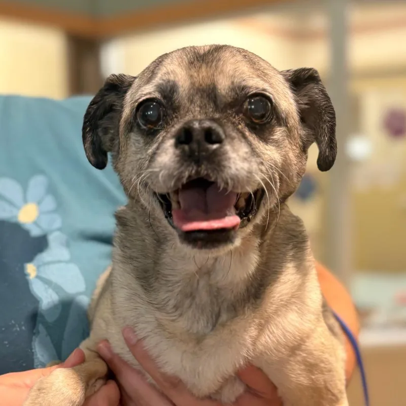 A senior small-sized male Yellow / Tan / Blond / Fawn Mixed Breed dog named Duke for adoption in Winston-Salem, NC