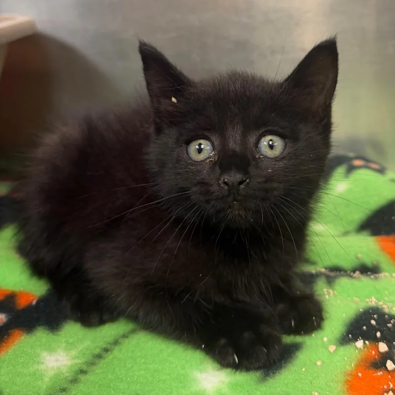 A baby small-sized female Black Domestic Short Hair cat named Cali for adoption in Bryan, TX