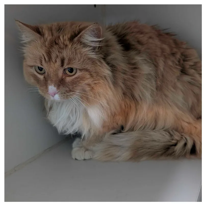 A young small-sized male Orange / Red Domestic Long Hair cat named Simba for adoption in Jefferson city, TN
