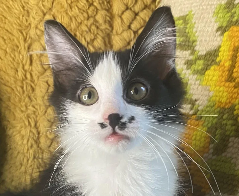 A baby small-sized male Black & White / Tuxedo Domestic Medium Hair cat named Atlanta for adoption in Cookeville, TN