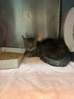 An adult small-sized male Domestic Short Hair cat named Brutus for adoption in El Paso, TX