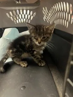 A baby small-sized male Domestic Medium Hair cat named A for adoption in Stockton, CA
