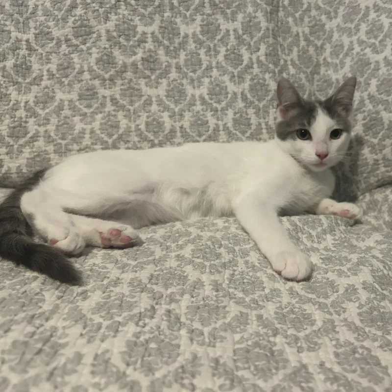 A baby small-sized female Gray / Blue / Silver Domestic Short Hair cat named Caroline for adoption in Harrisonburg, VA