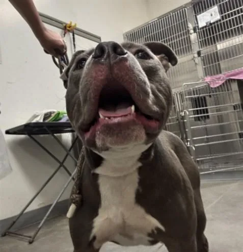 An adult large-sized male Pit Bull Terrier dog named Peter for adoption in Los Angeles, CA