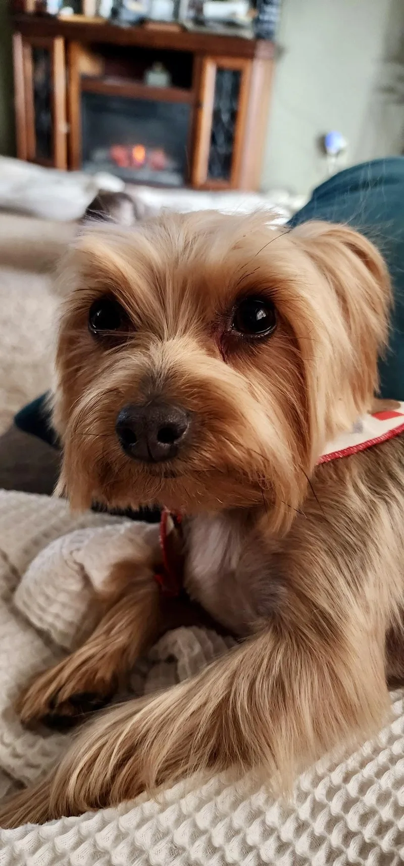 An adult small-sized male Brindle Yorkshire Terrier dog named Teddy AKA Theodore for adoption in Mission Viejo, CA