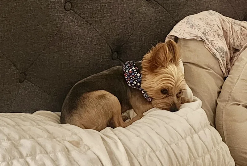 Teddy  AKA Theodore thumbnail 2