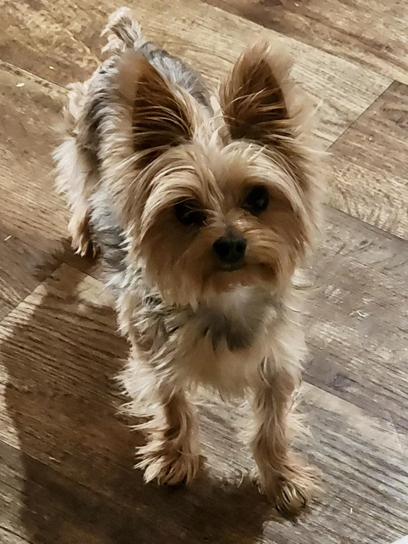 Teddy  AKA Theodore thumbnail 4