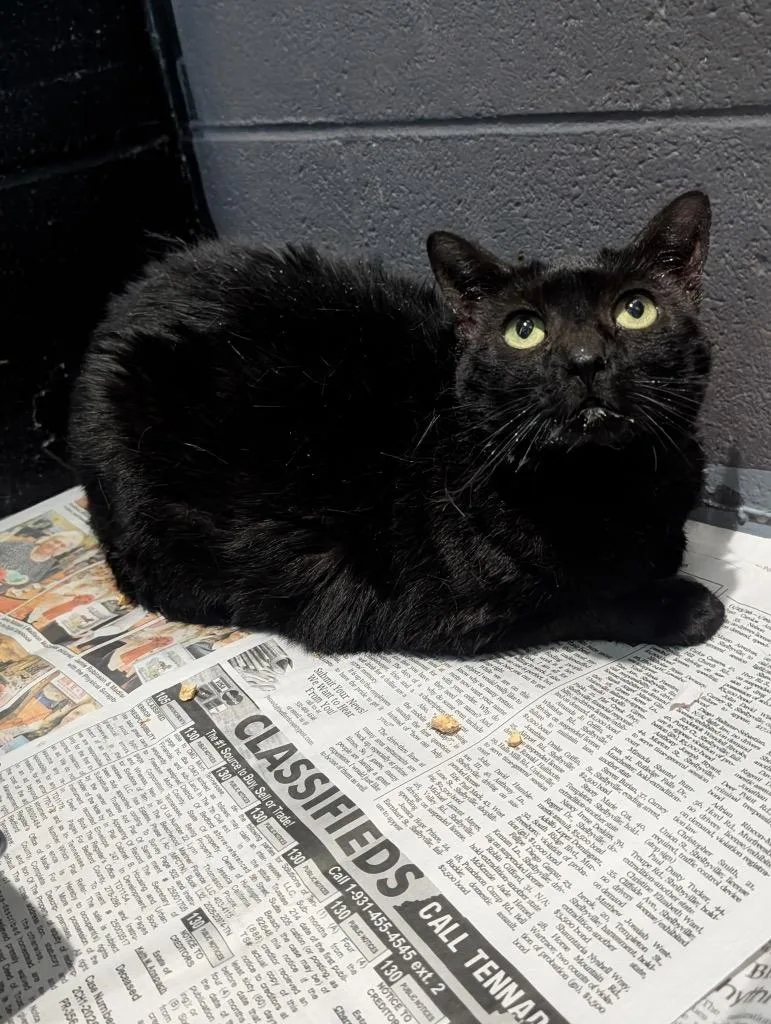 An adult medium-sized female Domestic Short Hair cat named Lily for adoption in Shelbyville, TN