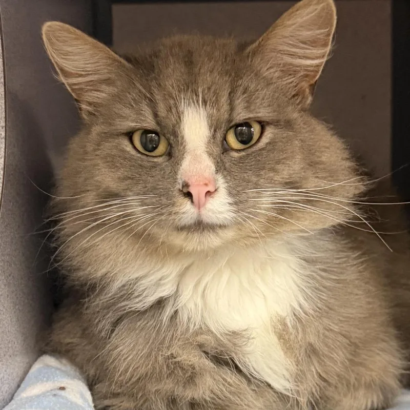 Sultan