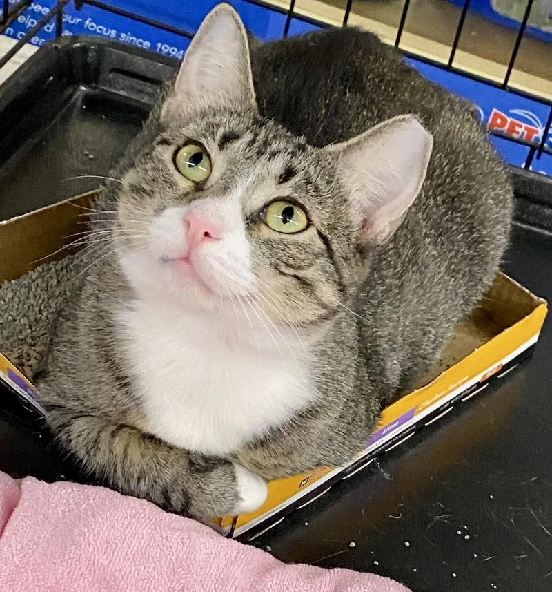 An adult medium-sized female Brown / Chocolate Tabby cat named Giselle for adoption in Red Bank, NJ