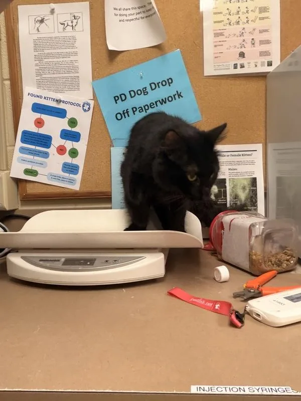 An adult medium-sized male Domestic Long Hair cat named Captain Chaos for adoption in Virginia Beach, VA