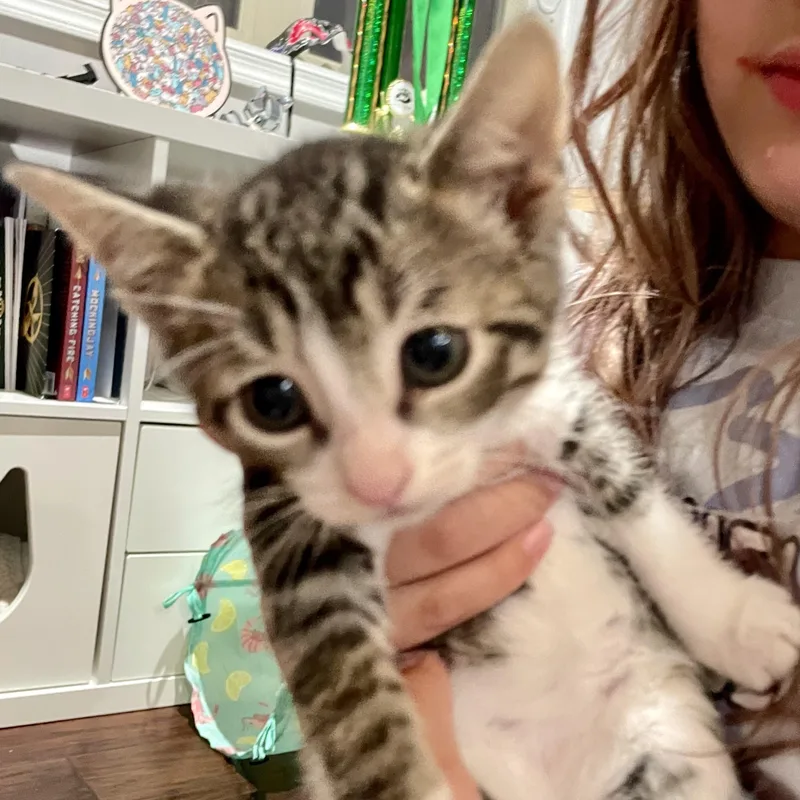 A baby medium-sized female White Domestic Short Hair cat named Chai for adoption in Haddon Heights, NJ