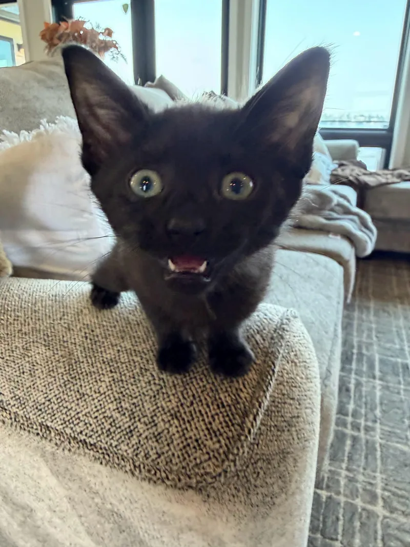 Luna thumbnail 2