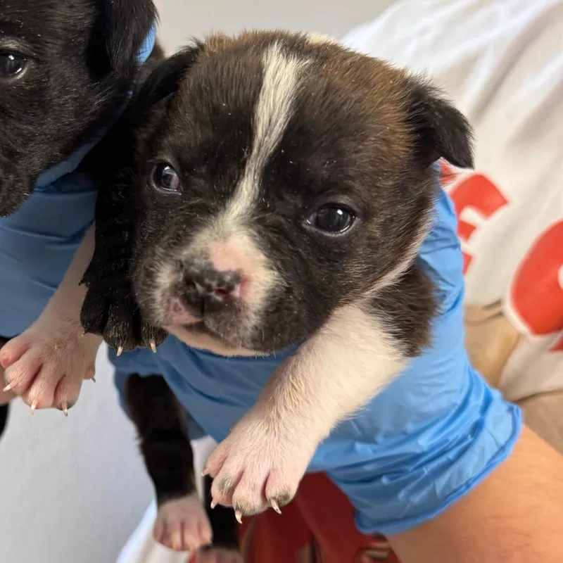 A baby small-sized male Brown / Chocolate Mixed Breed dog named Loki for adoption in Columbiana, AL