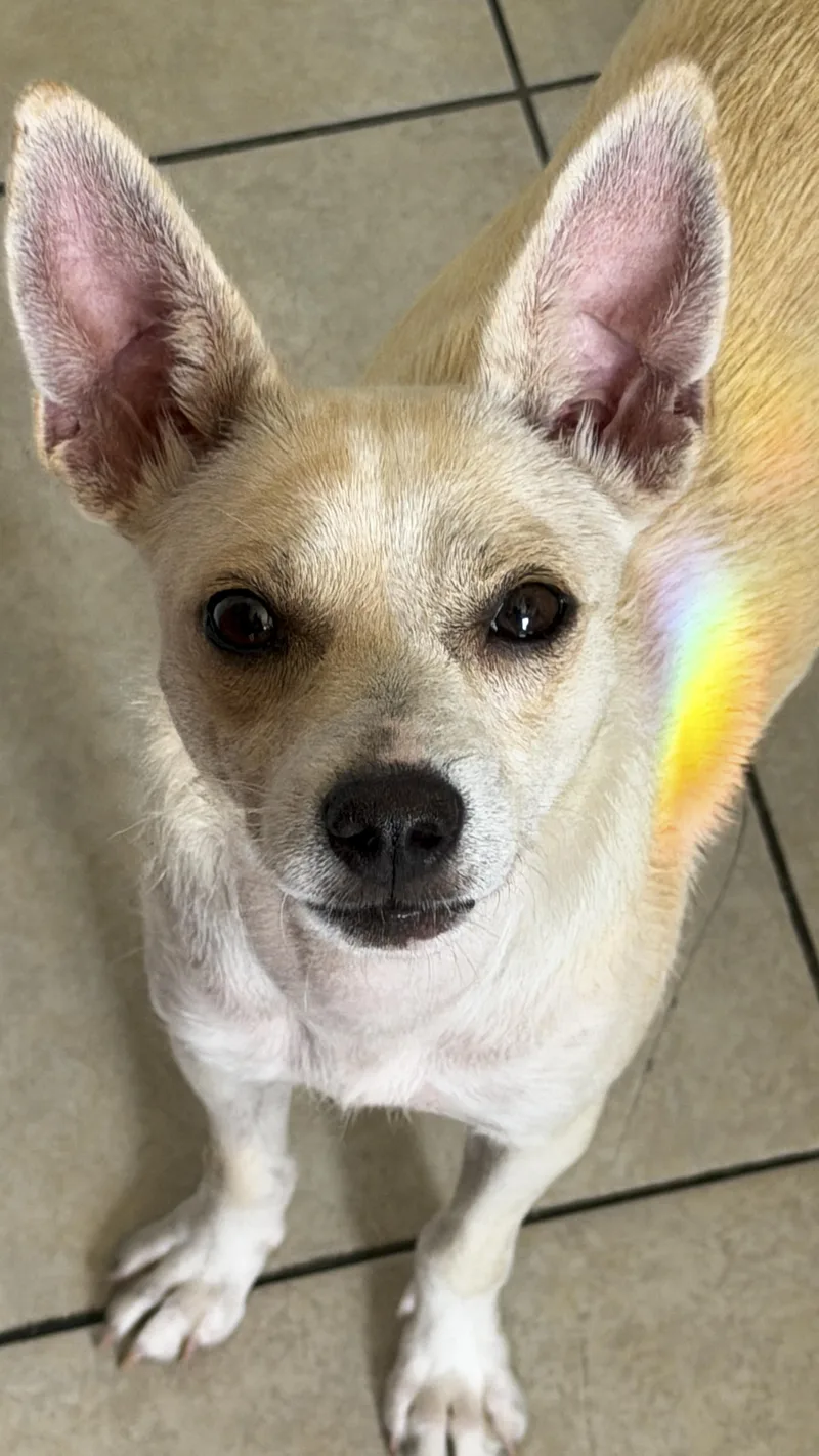 A young small-sized female Apricot / Beige Chihuahua dog named Maybelline for adoption in West Hollywood, CA