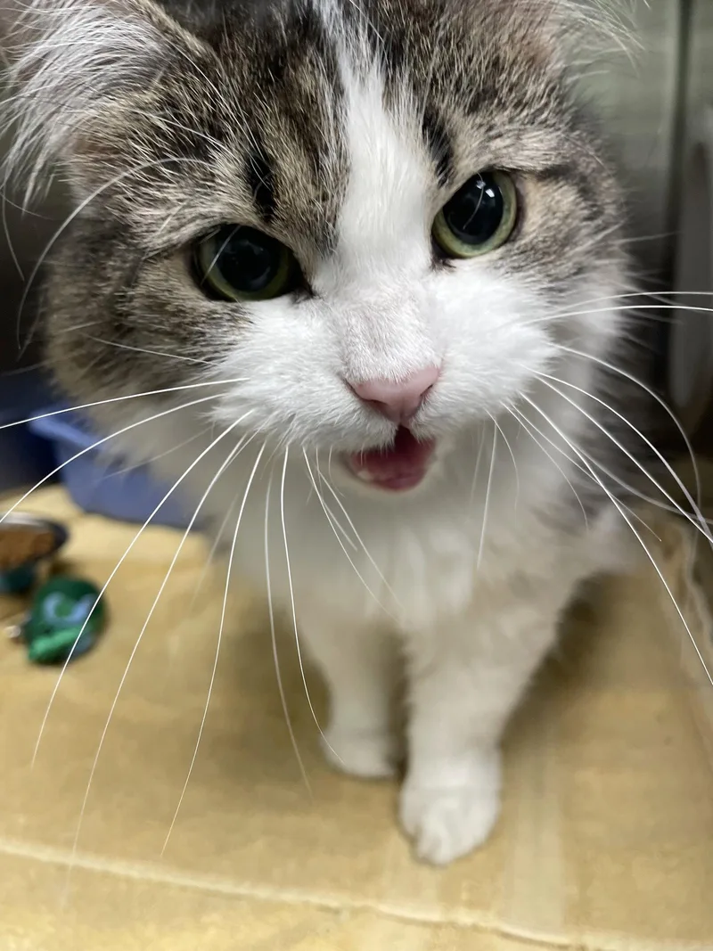 A senior medium-sized female Domestic Long Hair cat named Quincy for adoption in Georgetown, KY