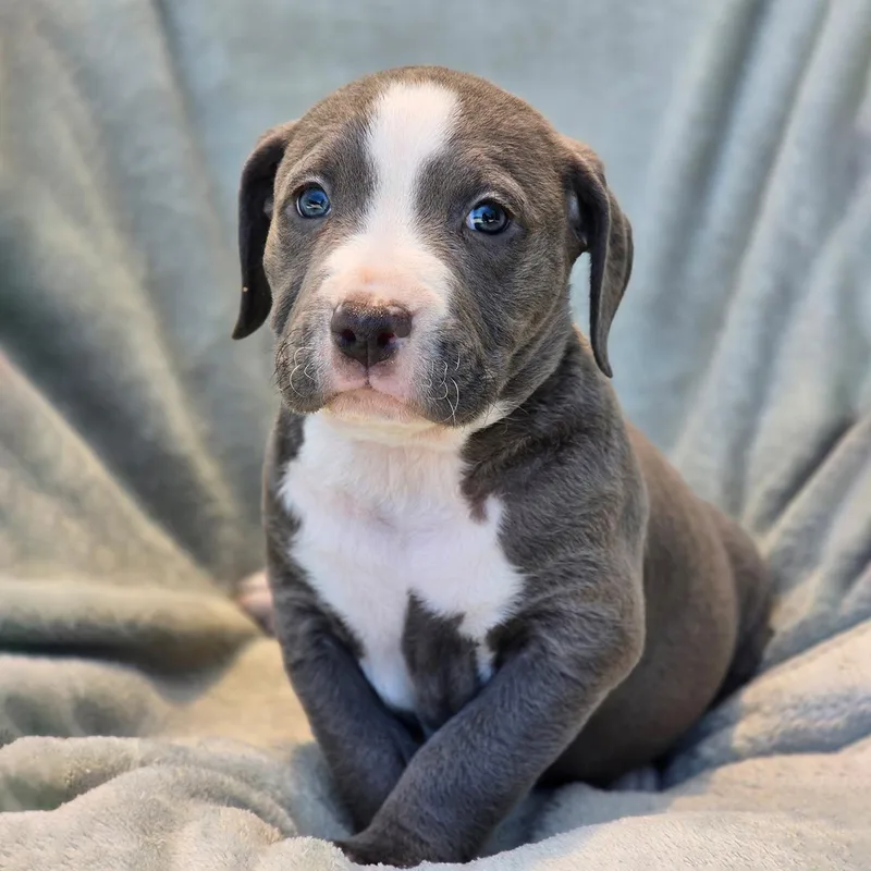A baby large-sized female Terrier dog named Fiesta Pup  Pinata for adoption in San Diego, CA