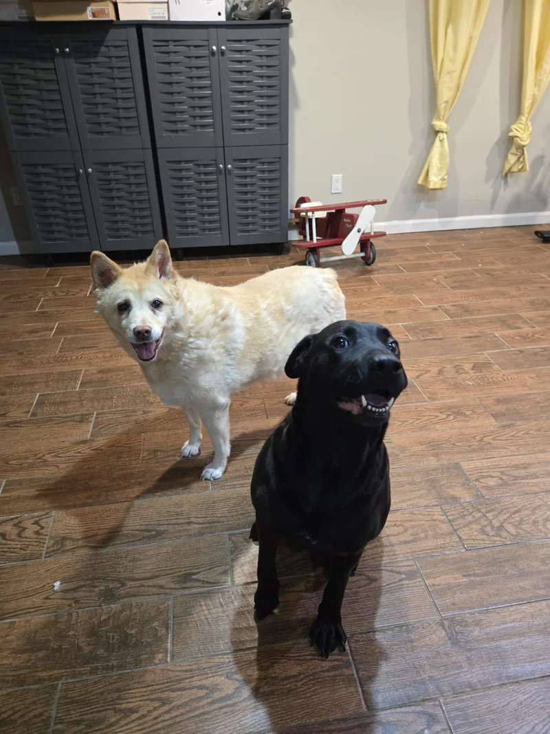 An adult large-sized female Black Labrador Retriever dog named Lola for adoption in East Rockaway, NY
