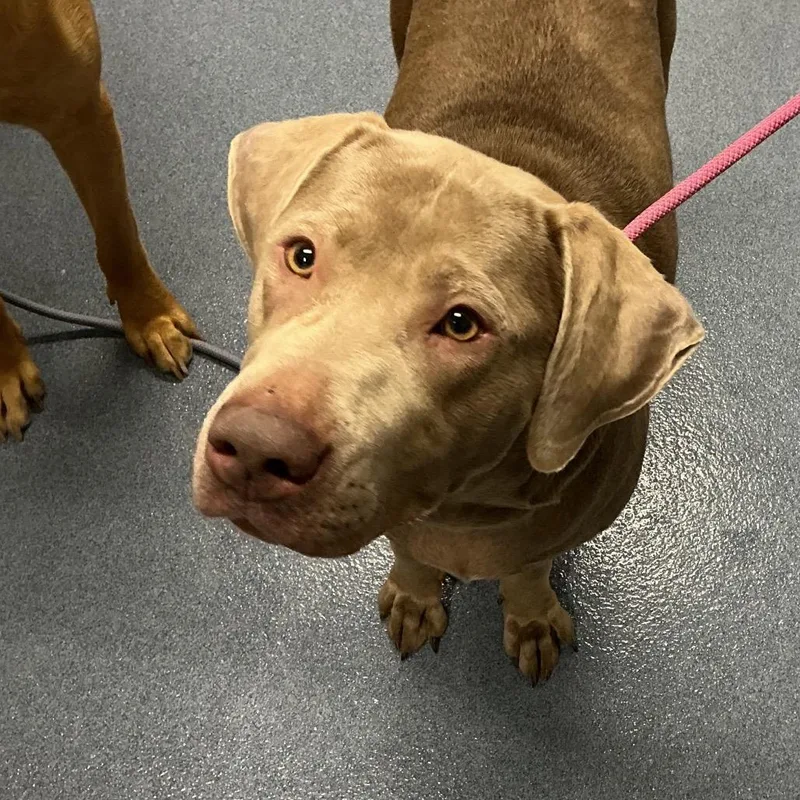 An adult large-sized female Gray / Blue / Silver Labrador Retriever dog named Kira for adoption in St Joseph, MO
