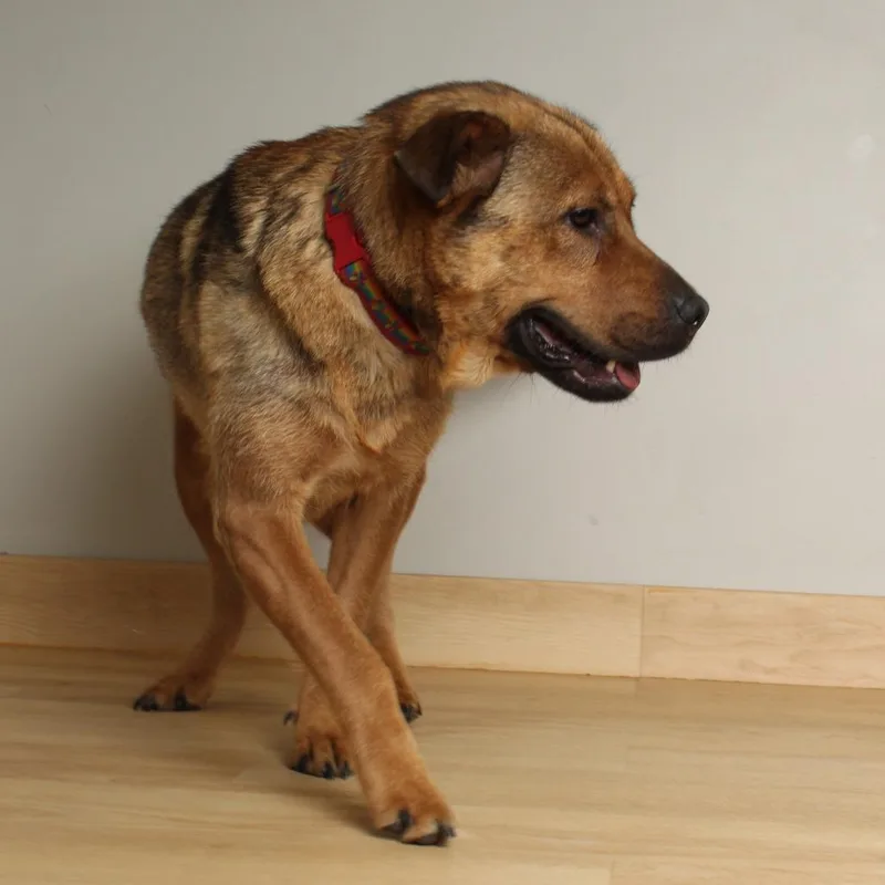 A young large-sized female Yellow / Tan / Blond / Fawn Shepherd dog named Honey D for adoption in Minnetonka, MN