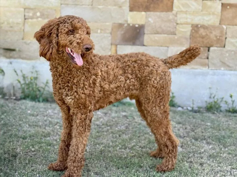 An adult large-sized male Standard Poodle dog named Copper for adoption in Helotes, TX