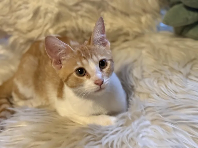 A baby medium-sized male Orange & White Domestic Short Hair cat named Donner for adoption in Murfreesboro, TN