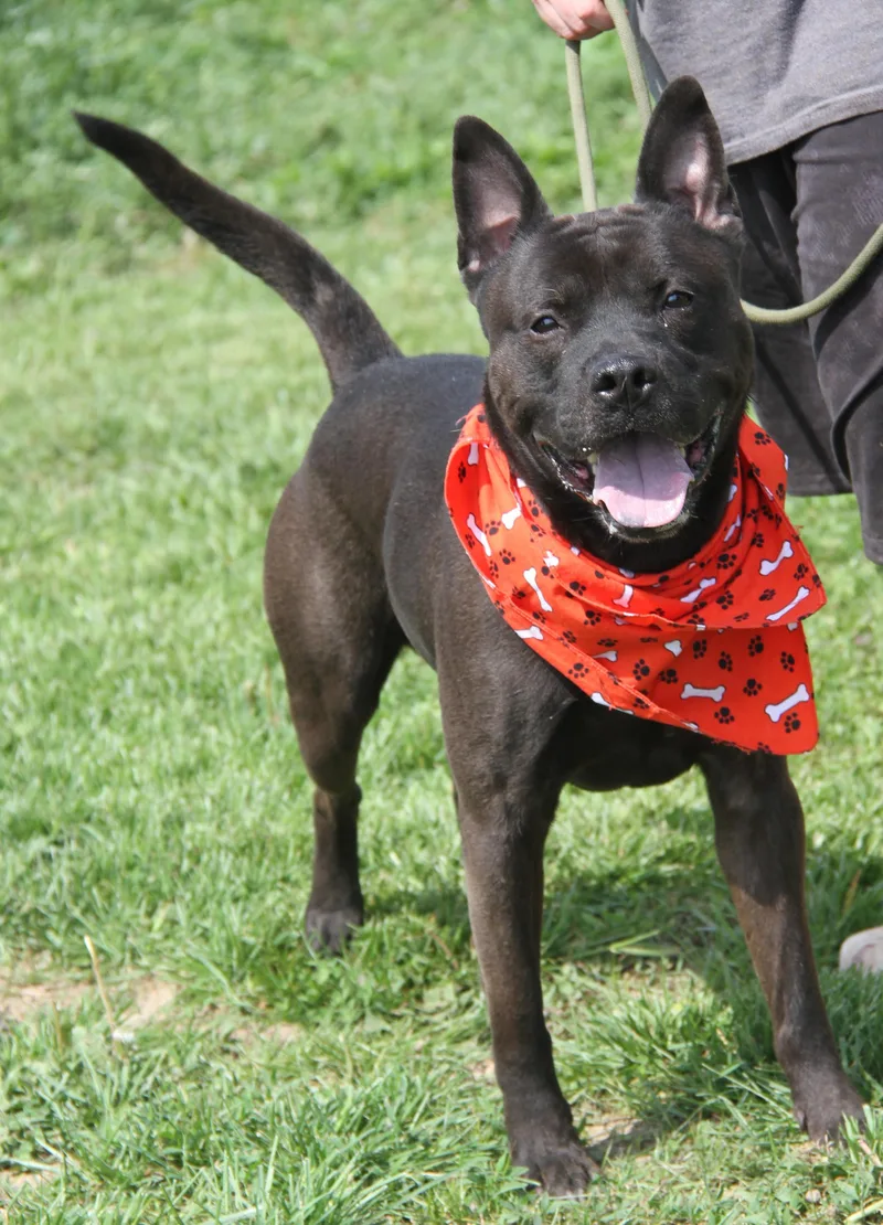 Ares
