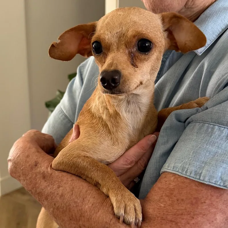 A young small-sized female Yellow / Tan / Blond / Fawn Chihuahua dog named Oakland for adoption in Sacramento, CA