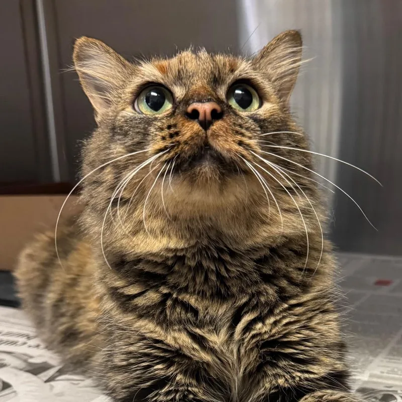 An adult medium-sized female Torbie Domestic Long Hair cat named Olivia for adoption in Hendersonville, NC
