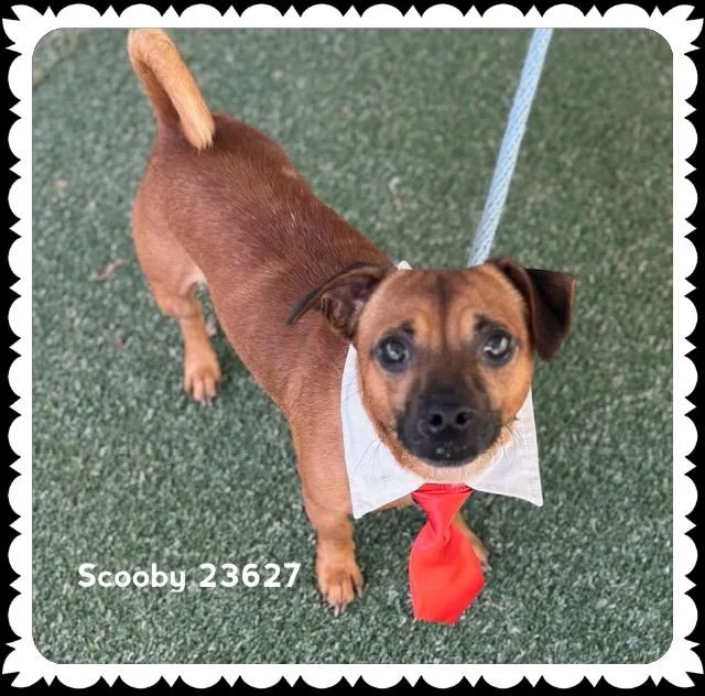An adult small-sized male Brown / Chocolate Dachshund dog named Scooby for adoption in Marietta, GA