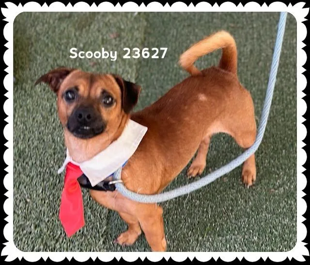 Scooby thumbnail 4
