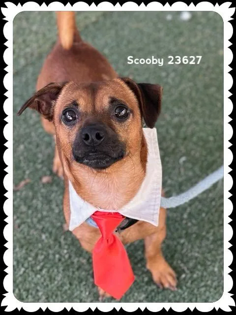 Scooby thumbnail 6