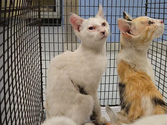 A baby small-sized male Domestic Short Hair cat named Christian for adoption in Tustin, CA