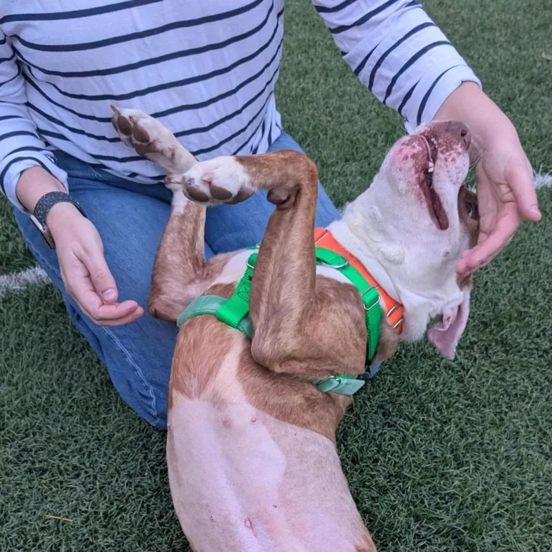 An adult medium-sized male Yellow / Tan / Blond / Fawn Pit Bull Terrier dog named Tor Tor for adoption in Baltimore, MD