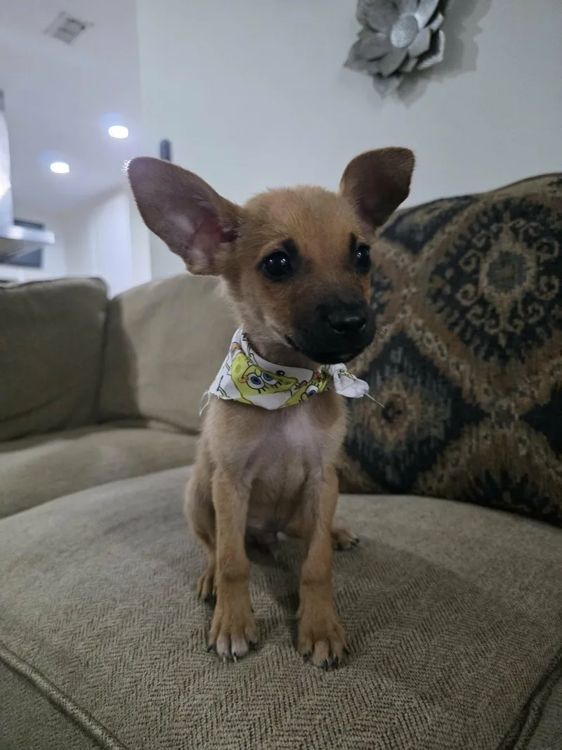A baby small-sized male Golden Chihuahua dog named Jax for adoption in Gregory, TX