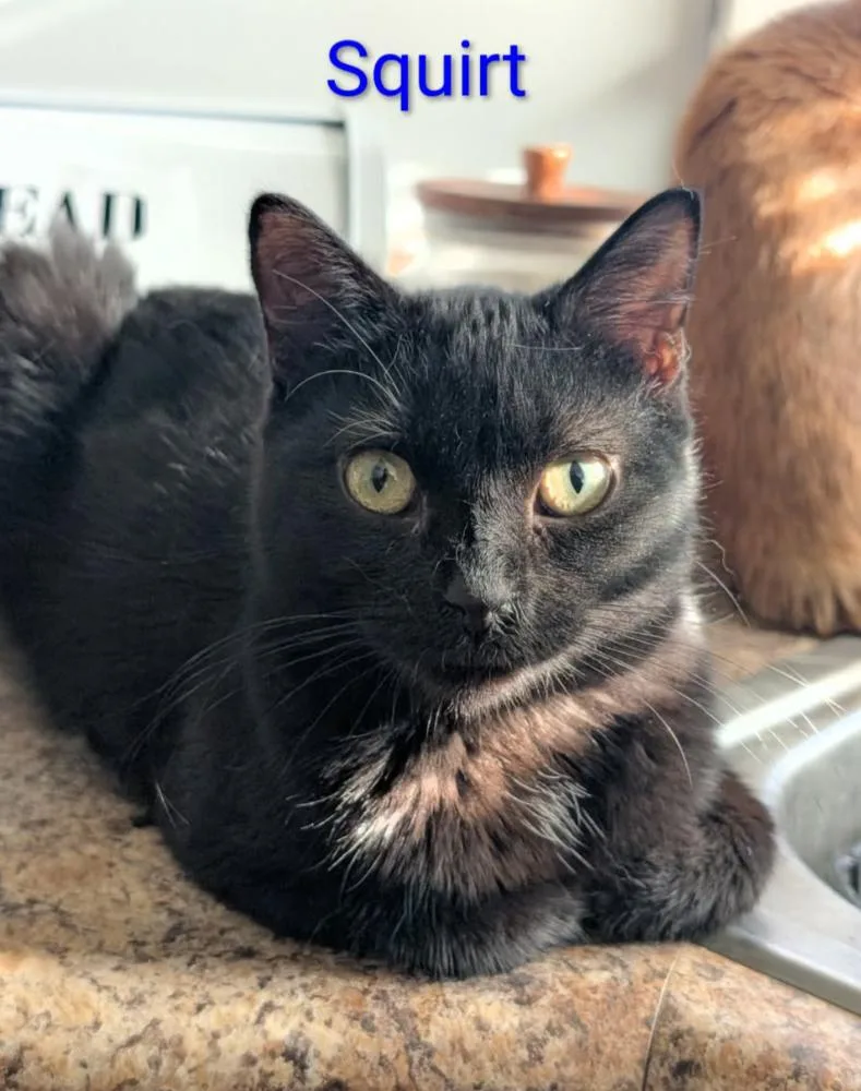 An adult medium-sized male Domestic Short Hair cat named Squirt for adoption in Metamora, IL