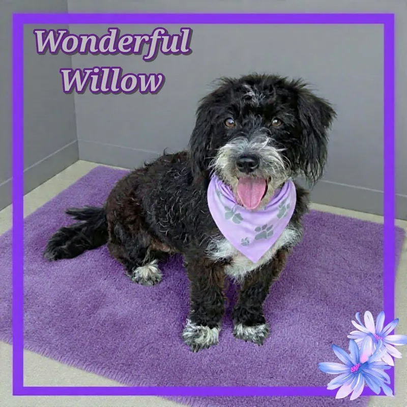 Willow