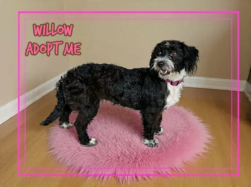 Willow thumbnail 2