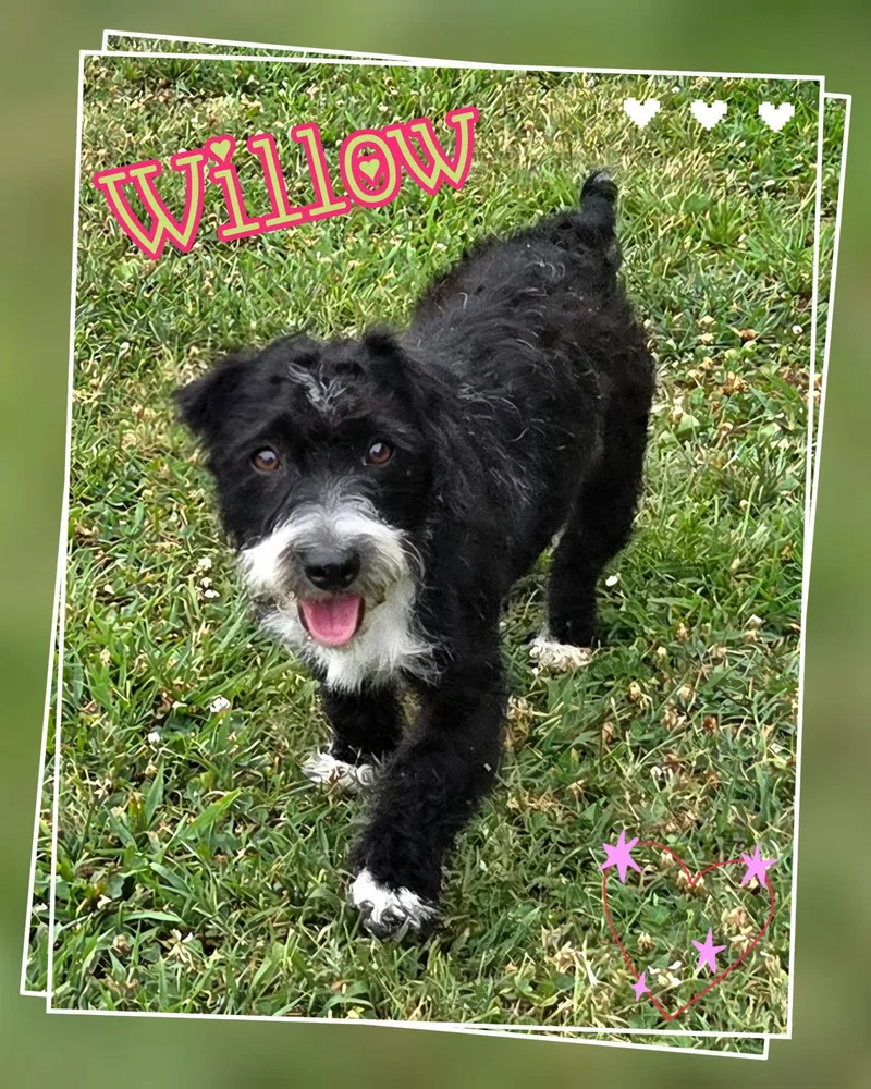 Willow thumbnail 4