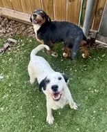 A young medium-sized male White / Cream Spaniel dog named Ben for adoption in Haltom City, TX