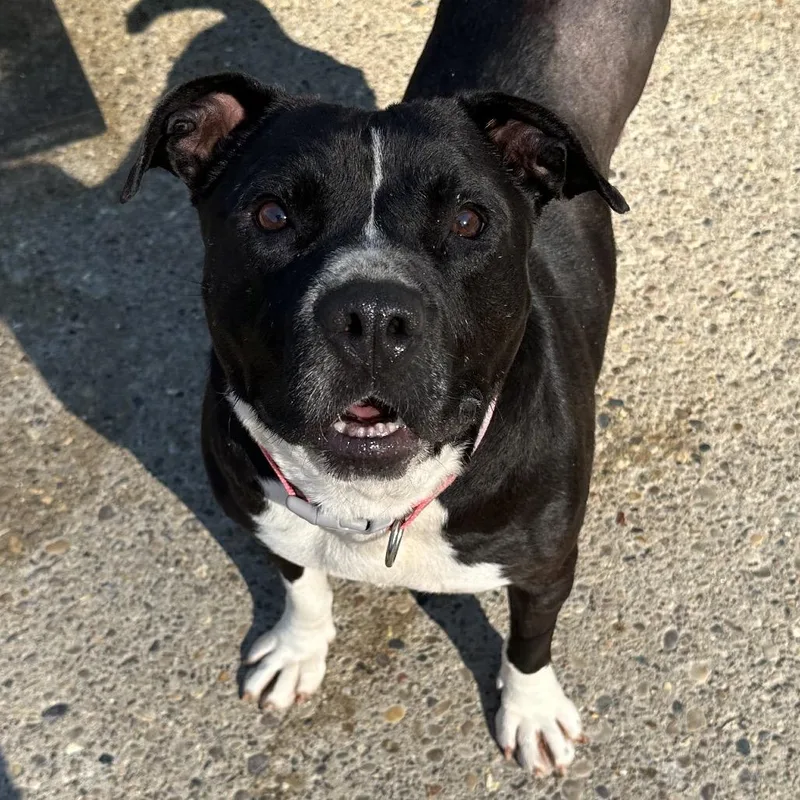 An adult medium-sized female Black Mixed Breed dog named Princess Glittersparkles for adoption in Charleston, WV
