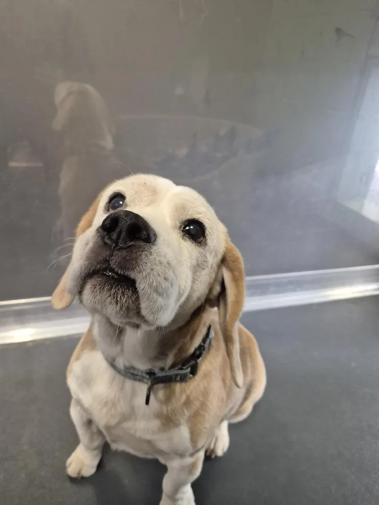 A senior small-sized male Beagle dog named Branch for adoption in Elmsford, NY
