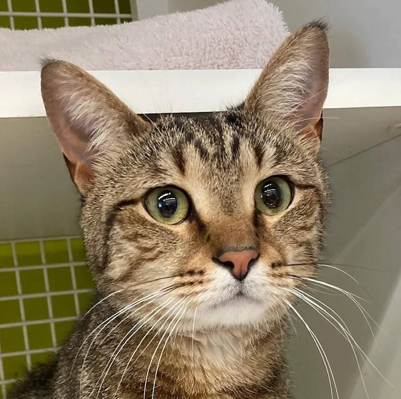 A young medium-sized male Tabby (Tiger Striped) Domestic Short Hair cat named Simba for adoption in Bridgeport, CT