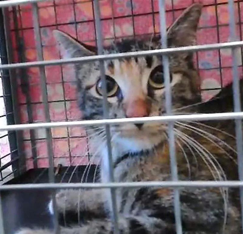 A young medium-sized female Domestic Short Hair cat named Chamoy for adoption in Tulsa, OK