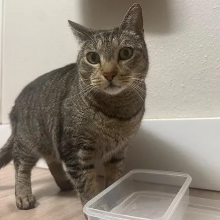 Mrs. Whiskers thumbnail 2