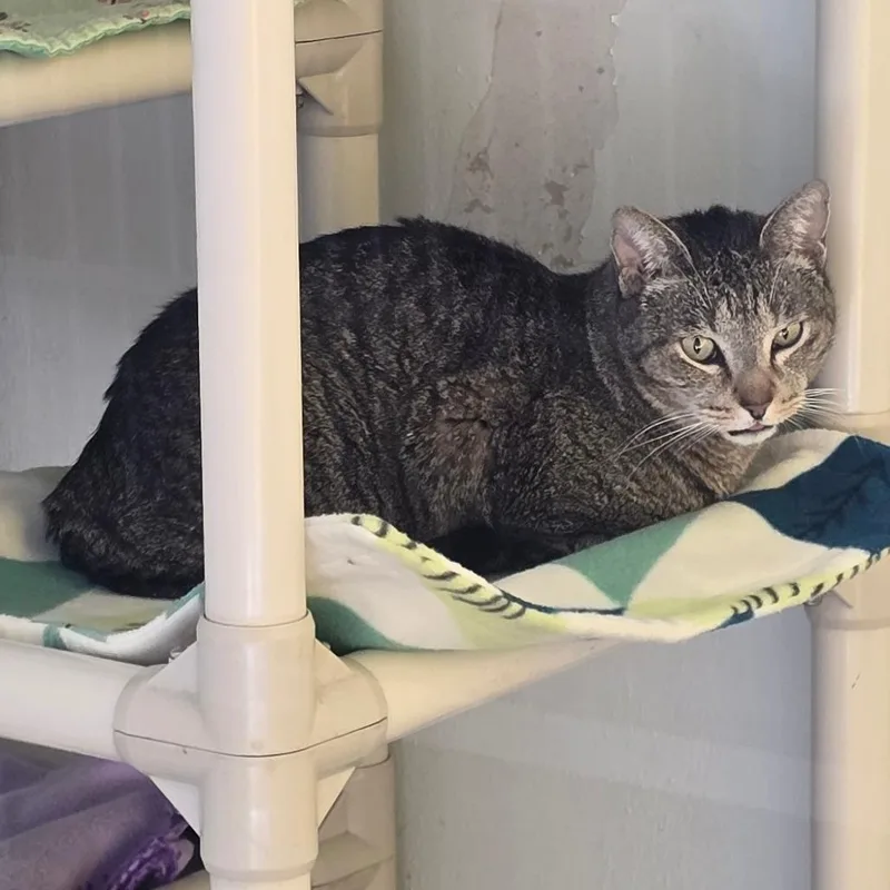 Mrs. Whiskers thumbnail 3